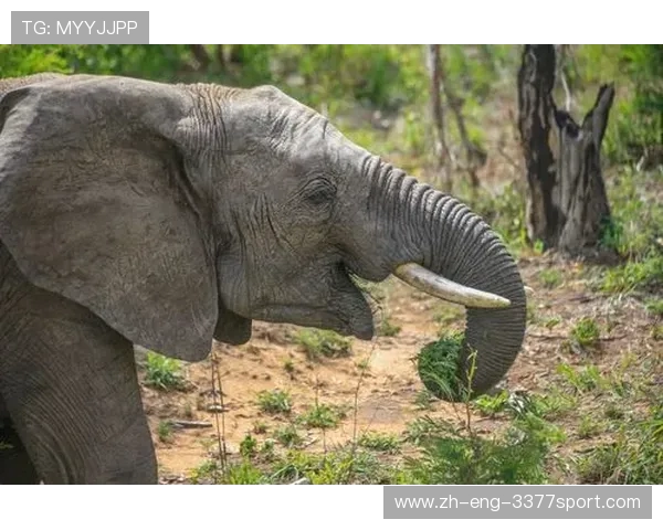 《十日终焉中地虎的游戏揭秘与探索：虚拟世界与现实交织的冒险之旅》